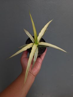 Sansevieria Midnight Fountain White Variegated, real gallery image #13 plants. Picture taken directly from kaktus.id community Sansevieria farmer green houses.