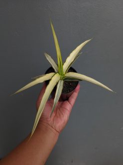 Sansevieria Midnight Fountain White Variegated, real gallery image #14 plants. Picture taken directly from kaktus.id community Sansevieria farmer green houses.