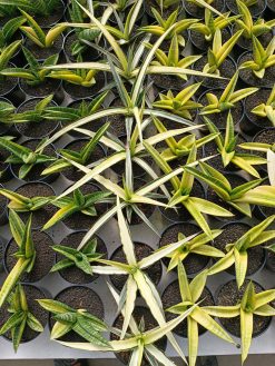 Sansevieria Midnight Fountain White Variegated, real gallery image #1 plants. Picture taken directly from kaktus.id community Sansevieria farmer green houses.