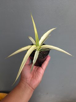 Sansevieria Midnight Fountain White Variegated, real gallery image #4 plants. Picture taken directly from kaktus.id community Sansevieria farmer green houses.