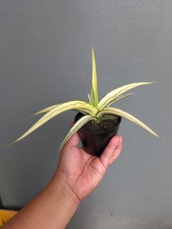 Sansevieria Midnight Fountain White Variegated, real gallery image #5 plants. Picture taken directly from kaktus.id community Sansevieria farmer green houses.