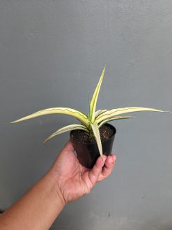 Sansevieria Midnight Fountain White Variegated, real gallery image #6 plants. Picture taken directly from kaktus.id community Sansevieria farmer green houses.