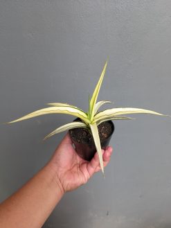 Sansevieria Midnight Fountain White Variegated, real gallery image #7 plants. Picture taken directly from kaktus.id community Sansevieria farmer green houses.