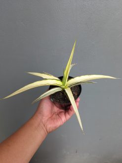 Sansevieria Midnight Fountain White Variegated, real gallery image #8 plants. Picture taken directly from kaktus.id community Sansevieria farmer green houses.
