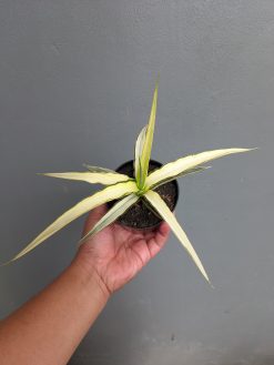 Sansevieria Midnight Fountain White Variegated, real gallery image #9 plants. Picture taken directly from kaktus.id community Sansevieria farmer green houses.