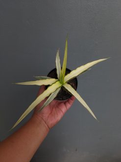 Sansevieria Midnight Fountain White Variegated, real gallery image #10 plants. Picture taken directly from kaktus.id community Sansevieria farmer green houses.