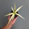 Sansevieria Midnight Fountain White Variegated, real feature image plant. Picture taken directly from kaktus.id community Sansevieria farmer green houses.