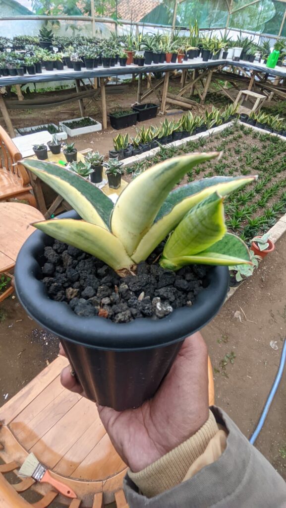 kaktus.id