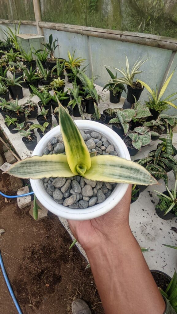 kaktus.id