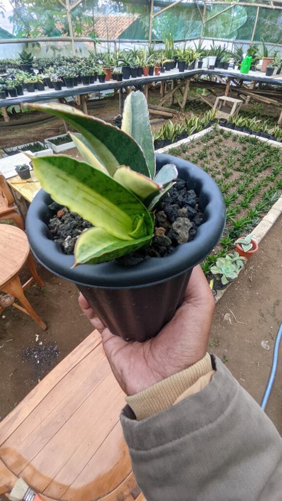 kaktus.id