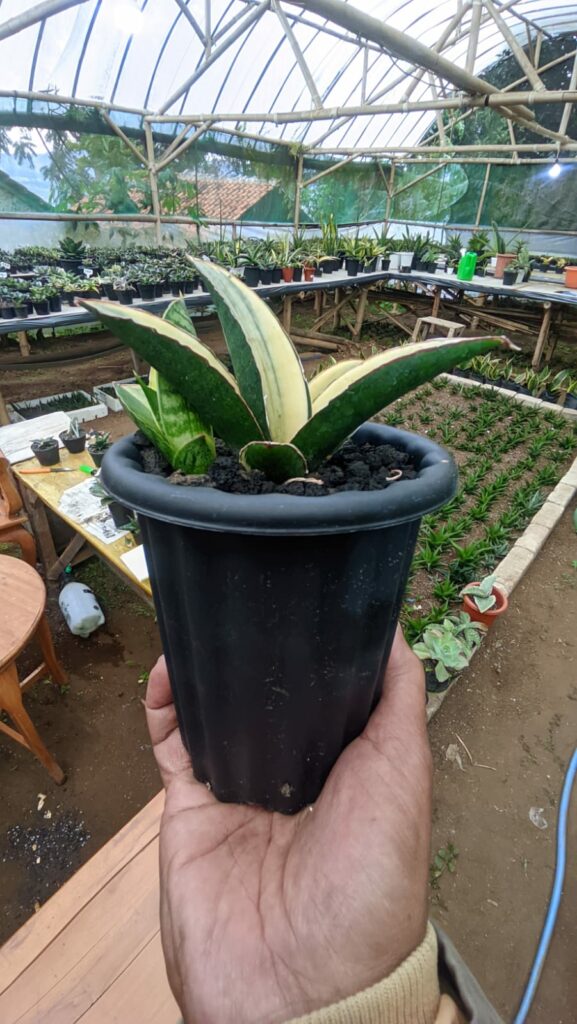 kaktus.id