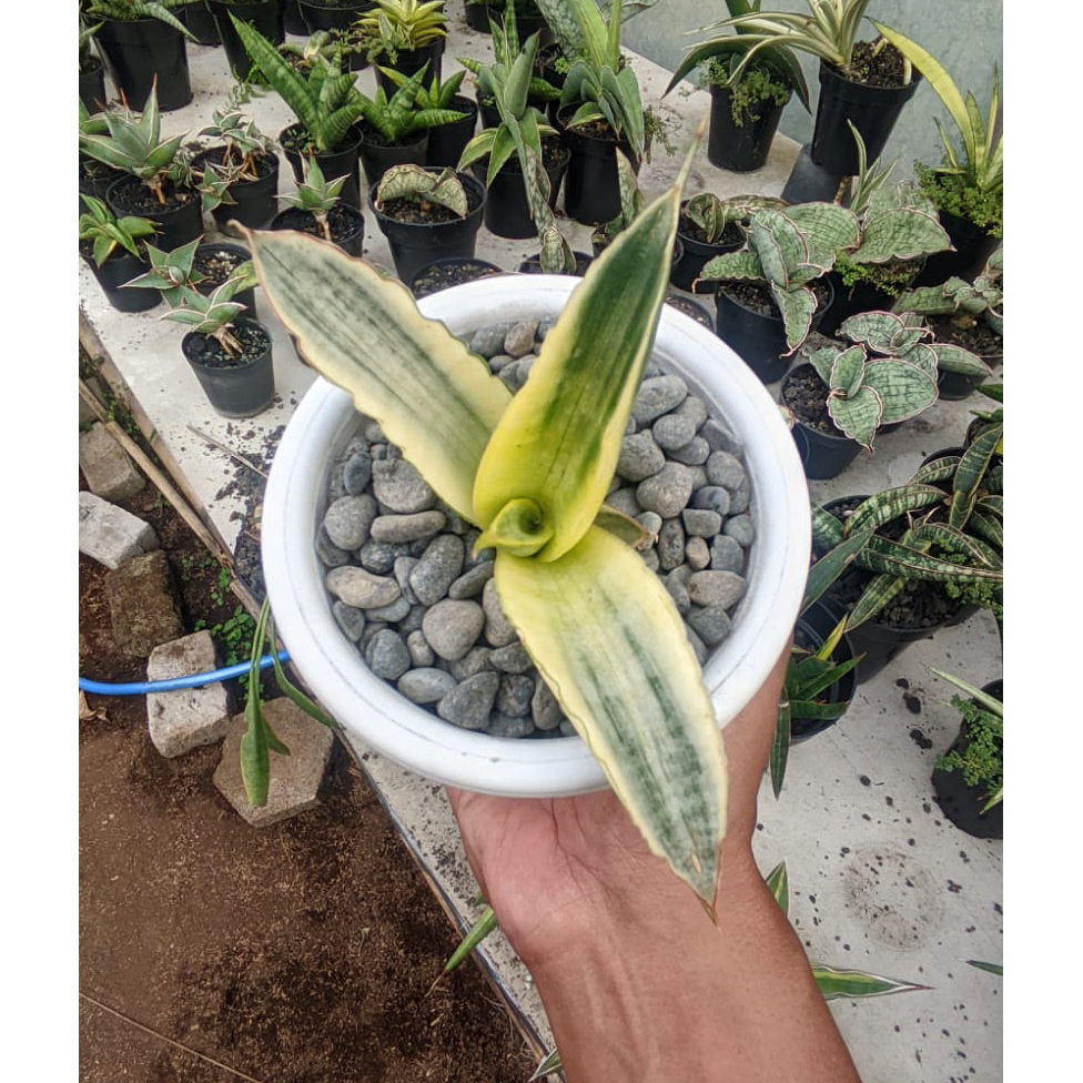 kaktus.id