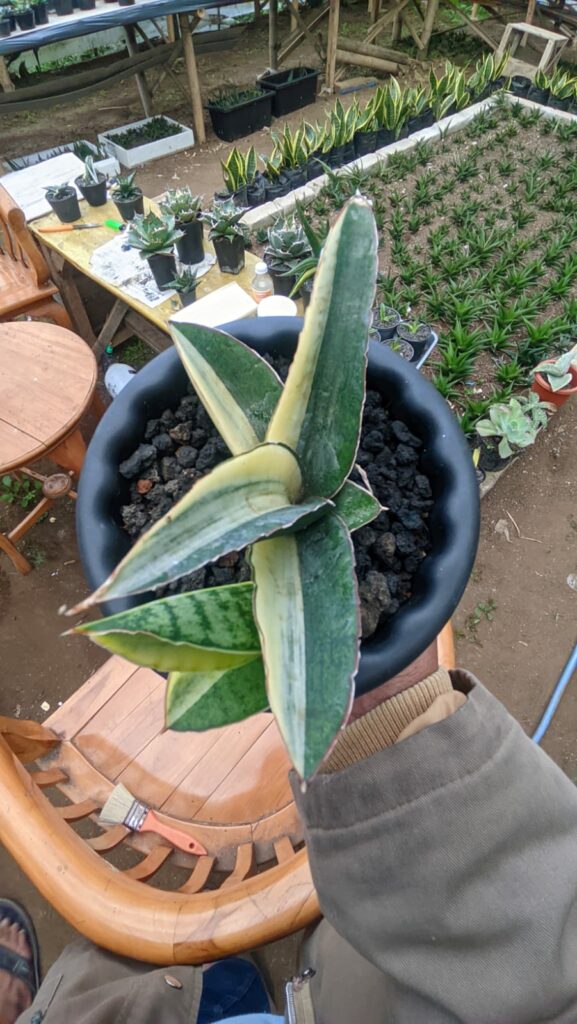 kaktus.id