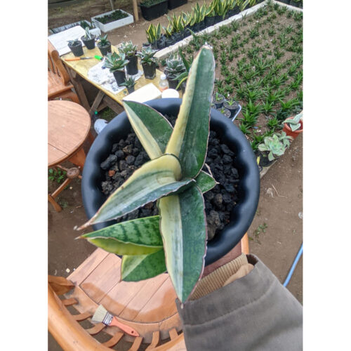 1224. Sansevieria Marsanda White Variegated