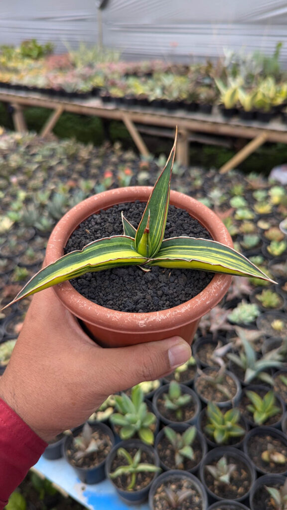 kaktus.id