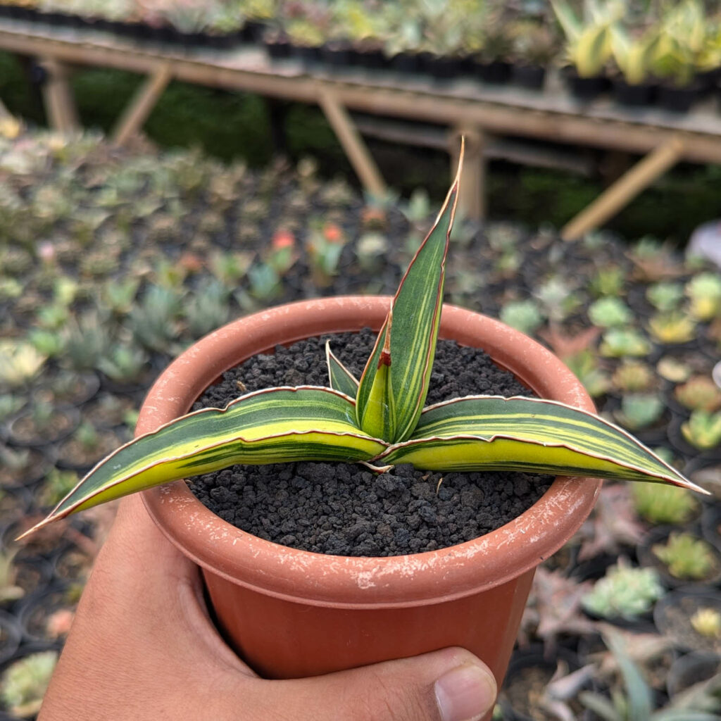kaktus.id