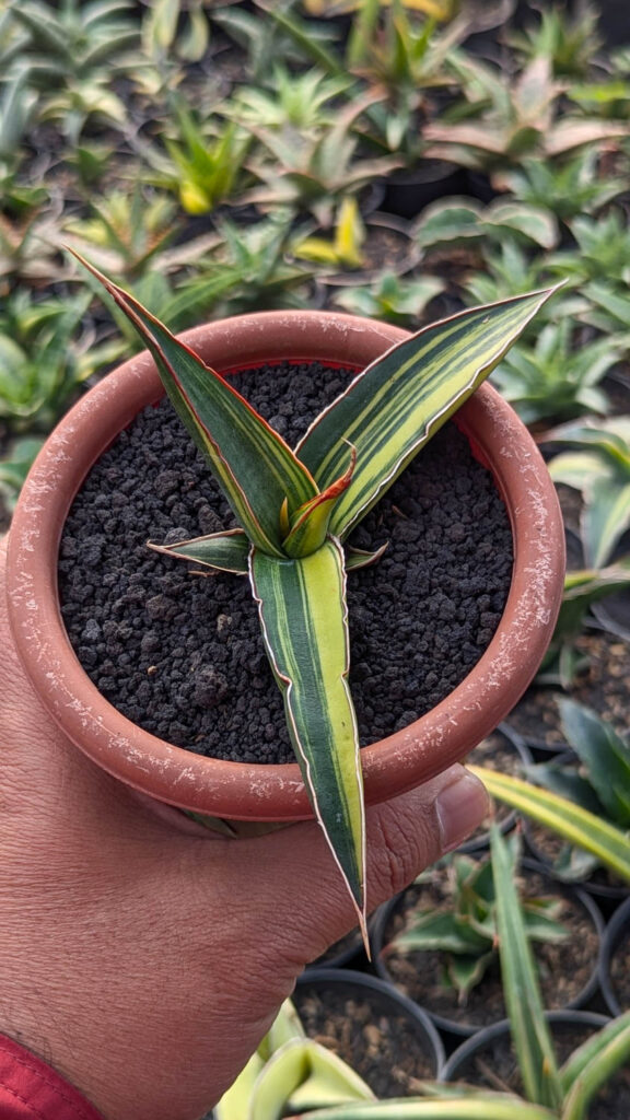 kaktus.id