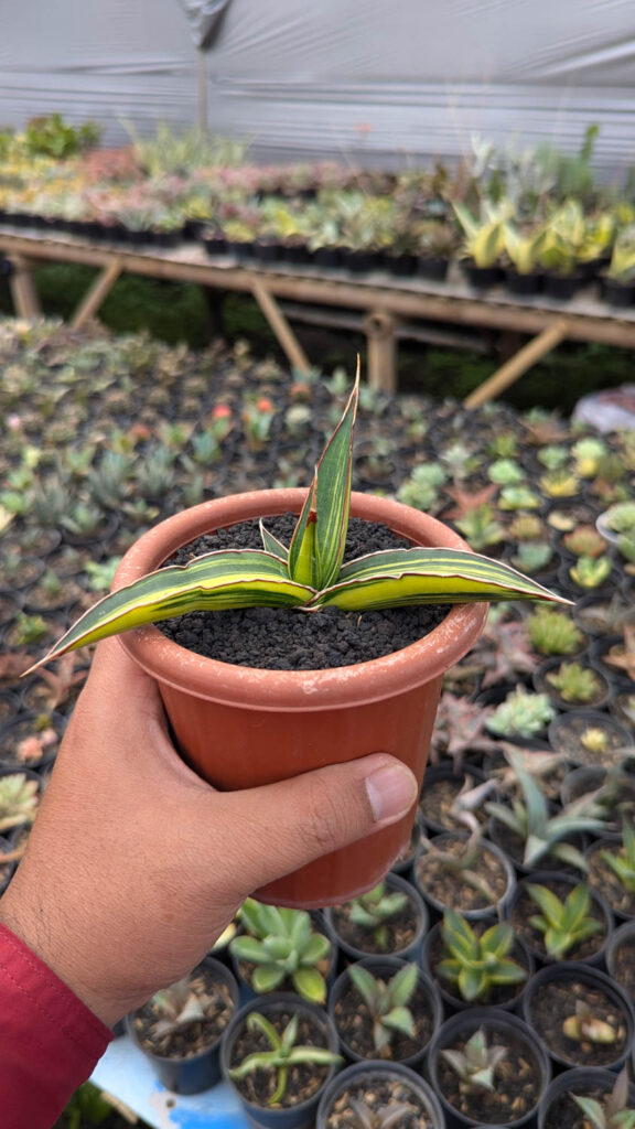 kaktus.id