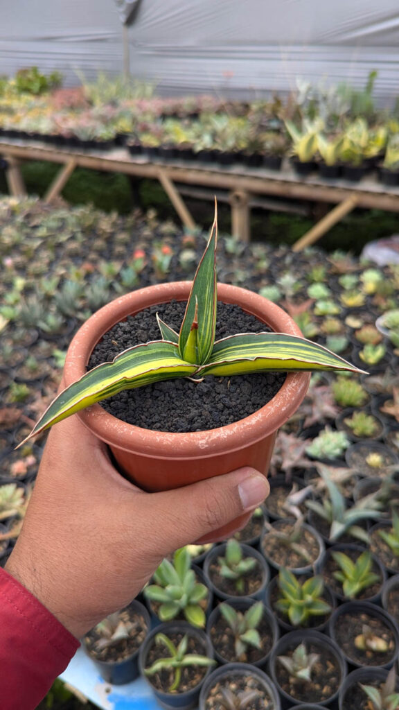 kaktus.id