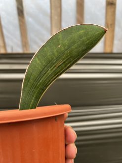 Sansevieria Giant Bat Variegated, real gallery image #5 plants. Picture taken directly from kaktus.id community Sansevieria farmer green houses.