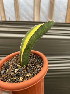 Sansevieria Giant Bat Variegated, real gallery image #3 plants. Picture taken directly from kaktus.id community Sansevieria farmer green houses.