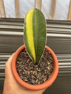 Sansevieria Giant Bat Variegated, real gallery image #6 plants. Picture taken directly from kaktus.id community Sansevieria farmer green houses.