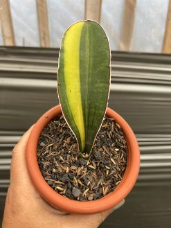 Sansevieria Giant Bat Variegated, real gallery image #7 plants. Picture taken directly from kaktus.id community Sansevieria farmer green houses.