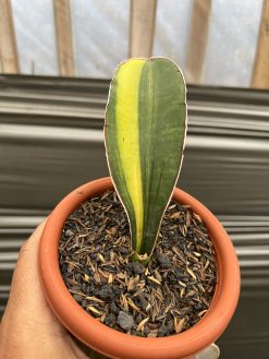 Sansevieria Giant Bat Variegated, real gallery image #8 plants. Picture taken directly from kaktus.id community Sansevieria farmer green houses.