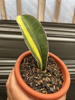 Sansevieria Giant Bat Variegated, real gallery image #9 plants. Picture taken directly from kaktus.id community Sansevieria farmer green houses.