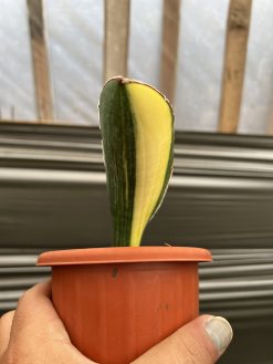 Sansevieria Giant Bat Variegated, real gallery image #4 plants. Picture taken directly from kaktus.id community Sansevieria farmer green houses.