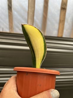 Sansevieria Giant Bat Variegated, real gallery image #1 plants. Picture taken directly from kaktus.id community Sansevieria farmer green houses.