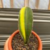 Sansevieria Giant Bat Variegated, real feature image plant. Picture taken directly from kaktus.id community Sansevieria farmer green houses.