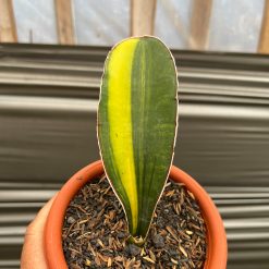 Sansevieria Giant Bat Variegated, real feature image plant. Picture taken directly from kaktus.id community Sansevieria farmer green houses.