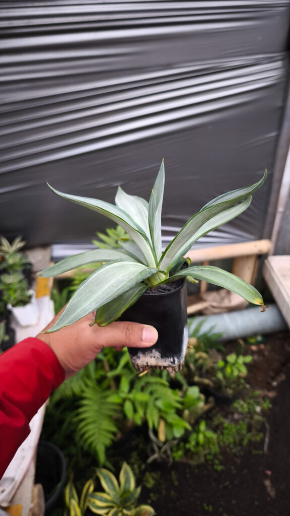 kaktus.id