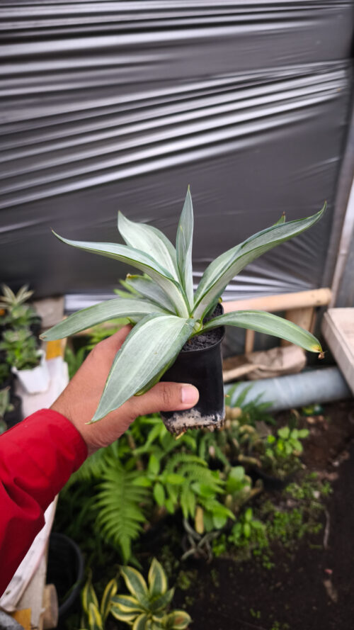 Agave Quick Silver, real gallery image #4 plants. Picture taken directly from kaktus.id community Agave farmer green houses.