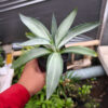 Agave Quick Silver, real gallery image #3 plants. Picture taken directly from kaktus.id community Agave farmer green houses.