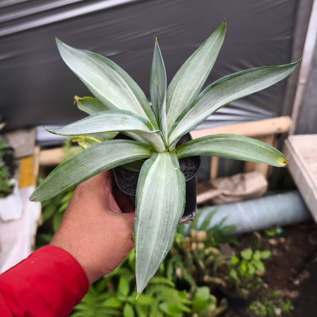 kaktus.id