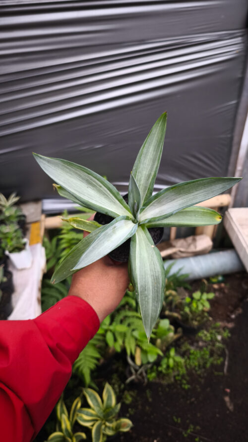 Agave Quick Silver, real gallery image #2 plants. Picture taken directly from kaktus.id community Agave farmer green houses.