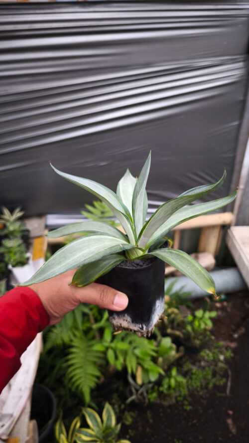 Agave Quick Silver, real gallery image #6 plants. Picture taken directly from kaktus.id community Agave farmer green houses.