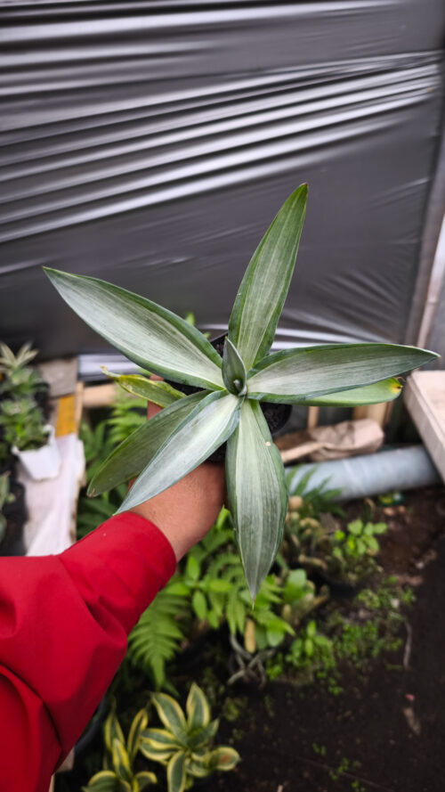 Agave Quick Silver, real gallery image #1 plants. Picture taken directly from kaktus.id community Agave farmer green houses.