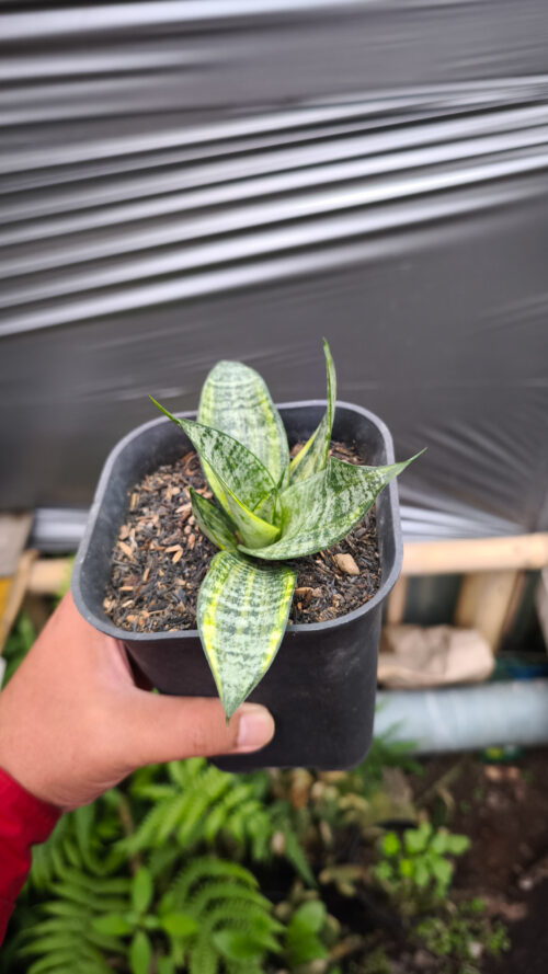 Sansevieria Marga Variegated, real gallery image #7 plants. Picture taken directly from kaktus.id community Sansevieria farmer green houses.