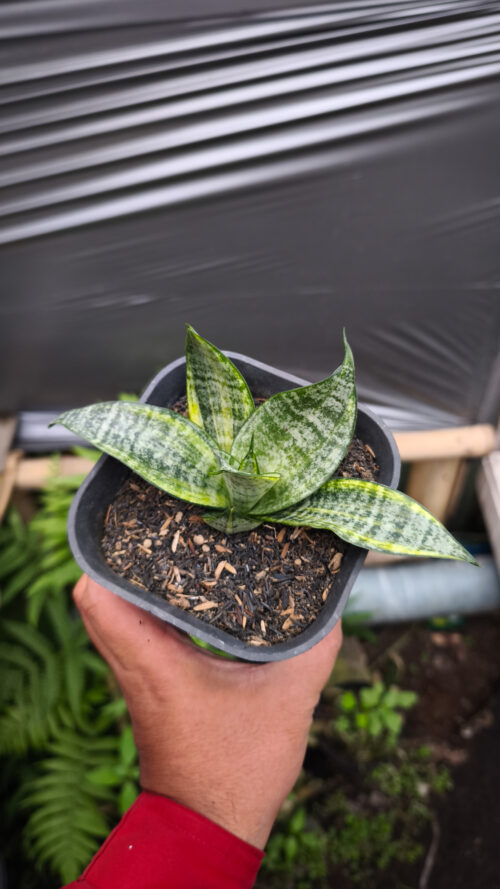 Sansevieria Marga Variegated, real gallery image #6 plants. Picture taken directly from kaktus.id community Sansevieria farmer green houses.