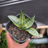 Sansevieria Marga Variegated, real gallery image #5 plants. Picture taken directly from kaktus.id community Sansevieria farmer green houses.