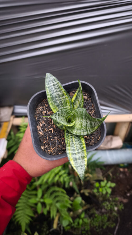 Sansevieria Marga Variegated, real gallery image #4 plants. Picture taken directly from kaktus.id community Sansevieria farmer green houses.