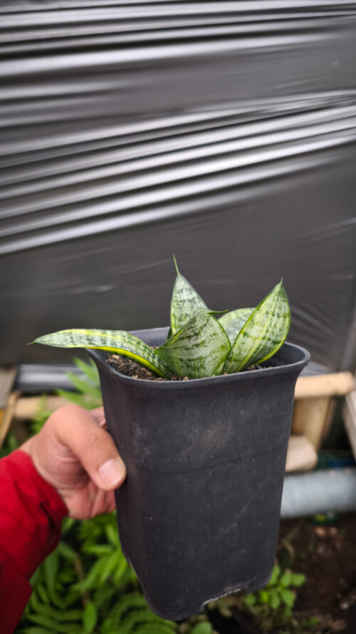 Sansevieria Marga Variegated, real gallery image #1 plants. Picture taken directly from kaktus.id community Sansevieria farmer green houses.