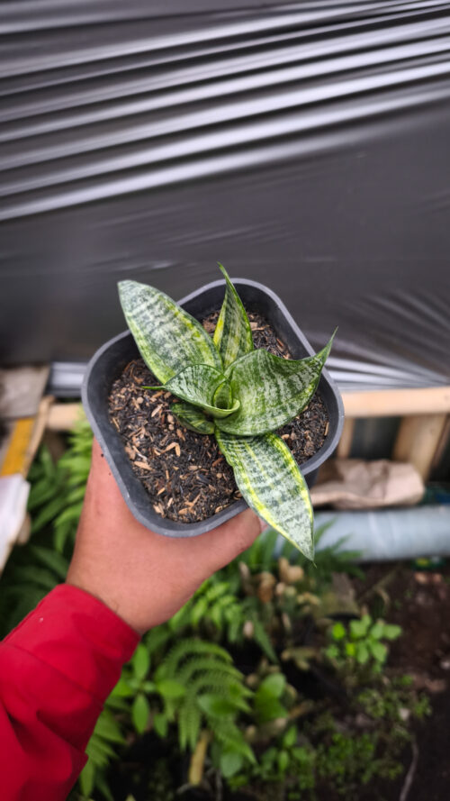 Sansevieria Marga Variegated, real gallery image #3 plants. Picture taken directly from kaktus.id community Sansevieria farmer green houses.