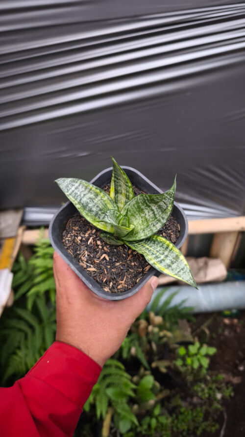 Sansevieria Marga Variegated, real gallery image #2 plants. Picture taken directly from kaktus.id community Sansevieria farmer green houses.