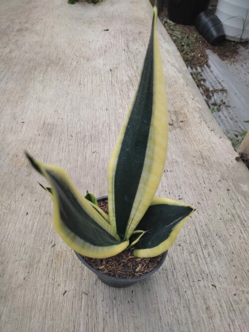 Sansevieria Serii Black and Gold, real gallery image #5 plants. Picture taken directly from kaktus.id community Sansevieria farmer green houses.