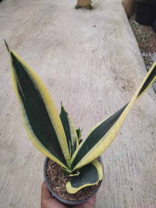 Sansevieria Serii Black and Gold, real gallery image #4 plants. Picture taken directly from kaktus.id community Sansevieria farmer green houses.