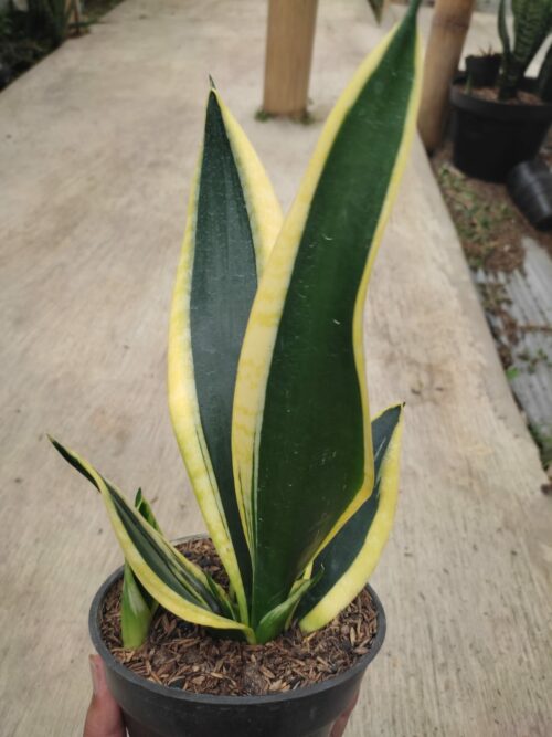 Sansevieria Serii Black and Gold, real gallery image #3 plants. Picture taken directly from kaktus.id community Sansevieria farmer green houses.